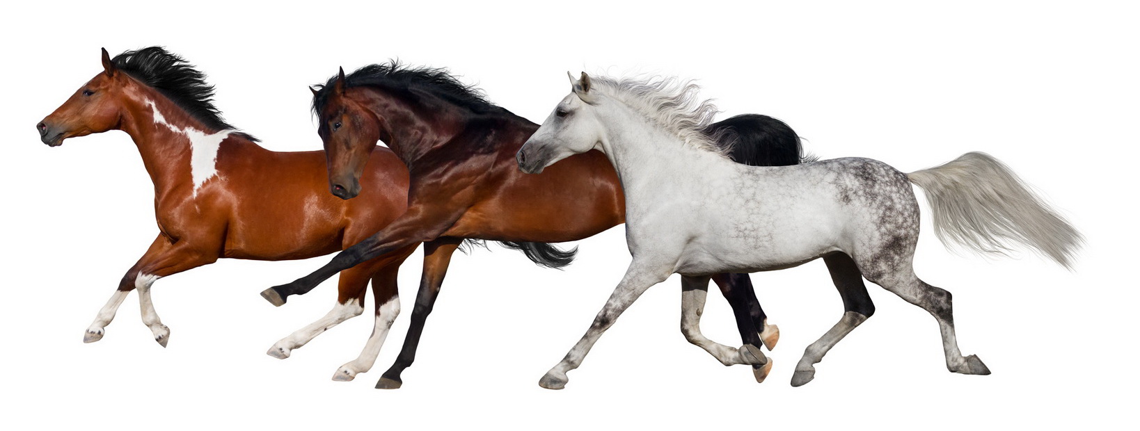 Dienstleistungen Tierarztpraxis Lüthi: Equiden (Pferde, Pony, Esel etc.)